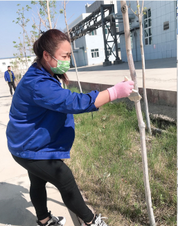 天山制药的最美植绿人